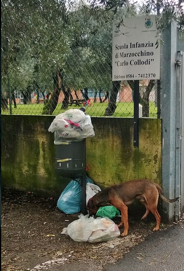 Cani randagi nel cortile dell’asilo. Il sindaco: “Tolleranza zero”