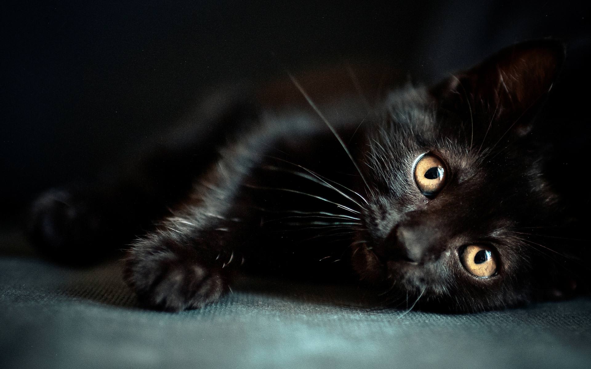 Halloween: “Proteggi il tuo gatto nero nella notte delle streghe” 