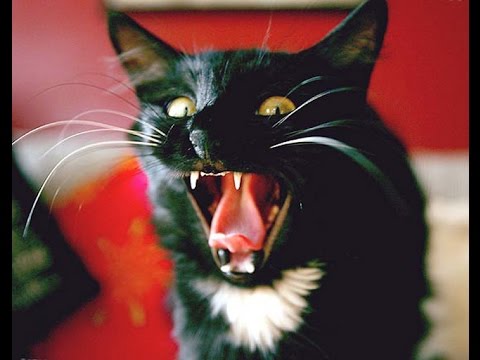 Halloween: “Proteggi il tuo gatto nero nella notte delle streghe” 