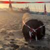 Un siluro in spiaggia, transennato un tratto di arenile a Forte dei Marmi