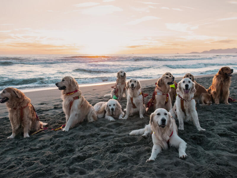 Scuola Italiana Cani Salvataggio, i numeri della stagione appena conclusa